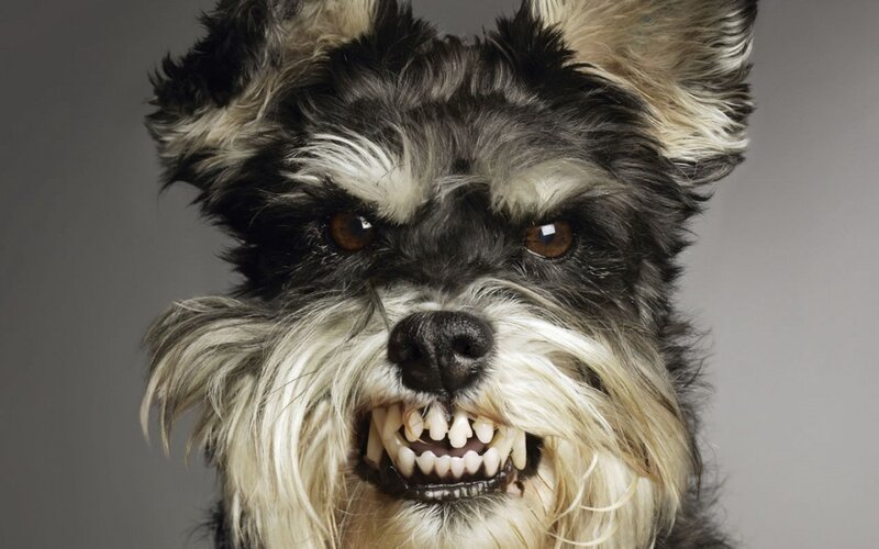 Angry Schnauzer Dog