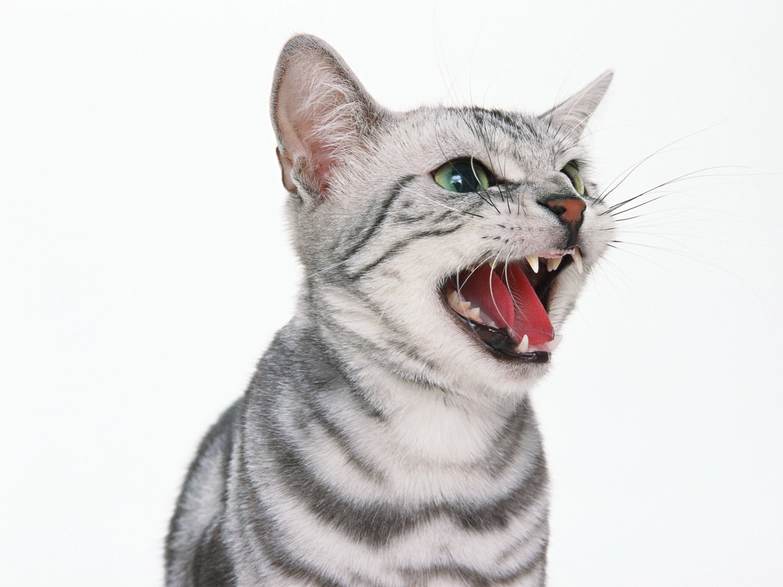 angry silver tabby cat