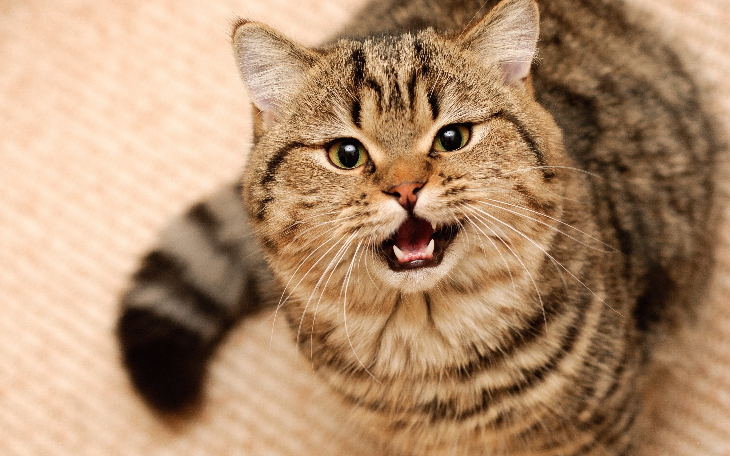 angry tabby cat