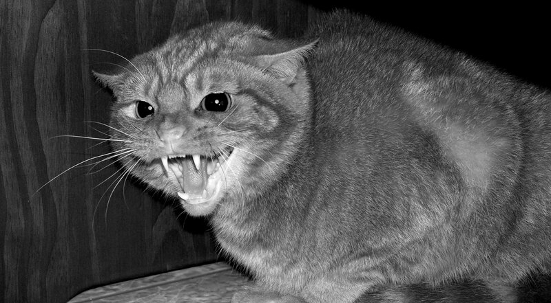 Angry Tabby Cat — Black, Aggressive