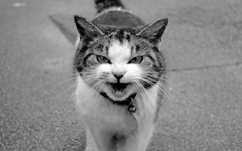 Angry Tabby Cat — Black