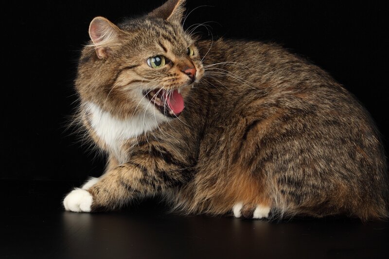 Angry Tabby Cat — Brown, Aggressive, Photograph, Black Background