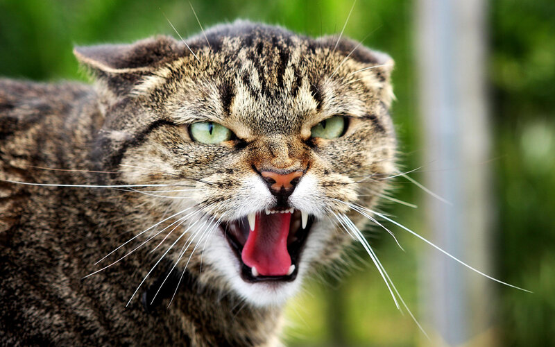 Angry Tabby Cat — Brown, Aggressive, Photograph