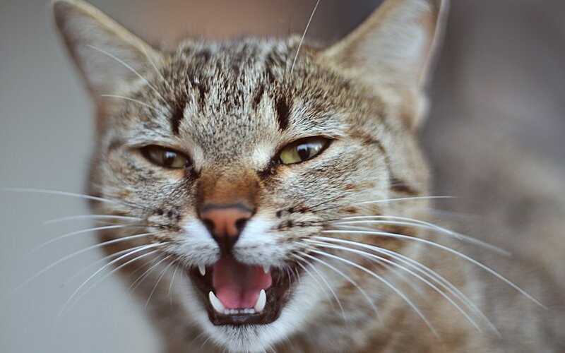Angry Tabby Cat — Brown, Aggressive, Photograph, Whiskers, Eyes, Mouth
