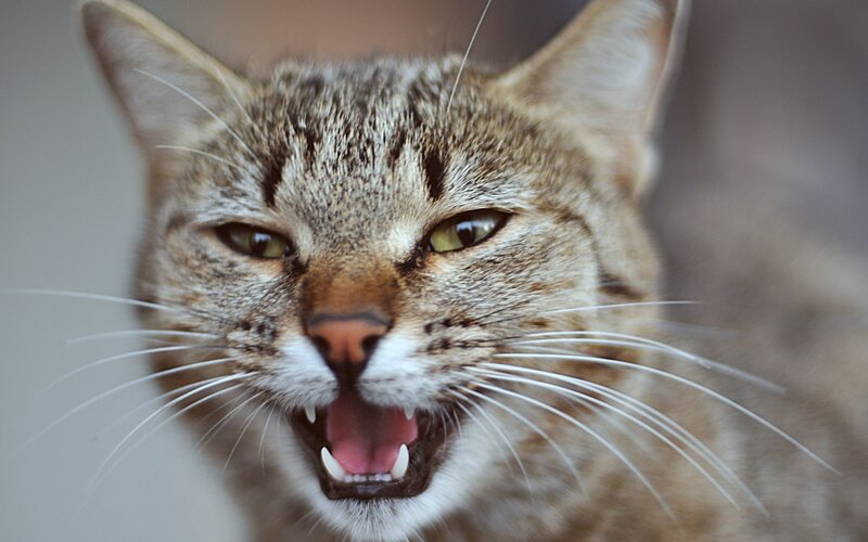 Angry Tabby Cat — Brown, Aggressive, Photograph, Whiskers