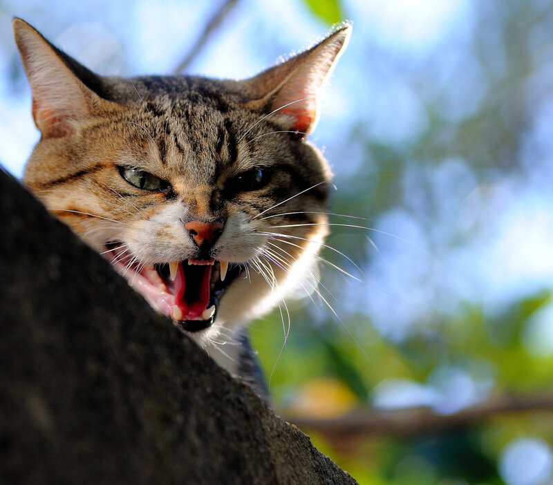 Angry Tabby Cat — Brown