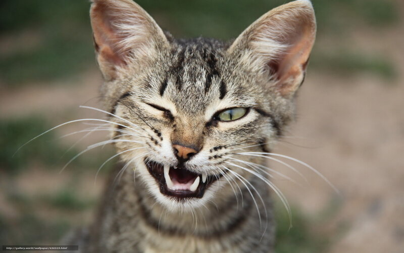 angry tabby cat close-up