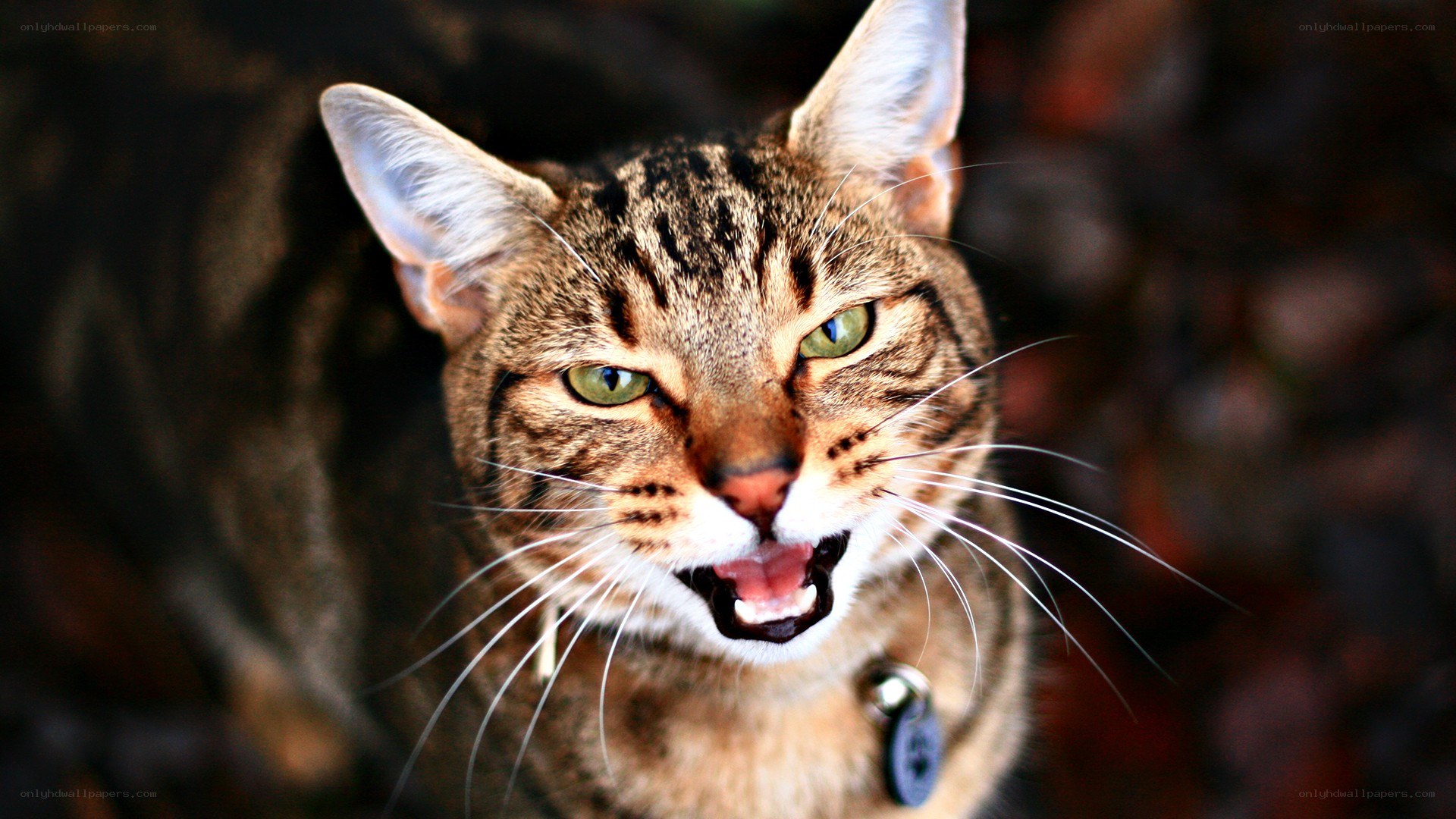 angry tabby cat close-up