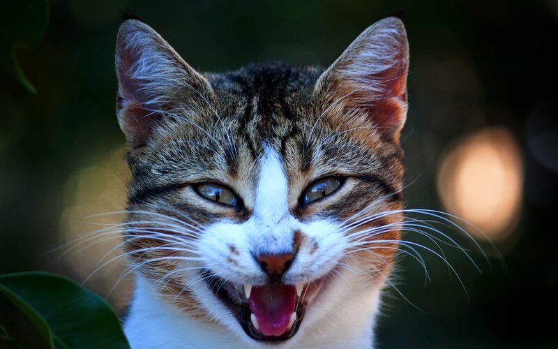 angry tabby cat close-up