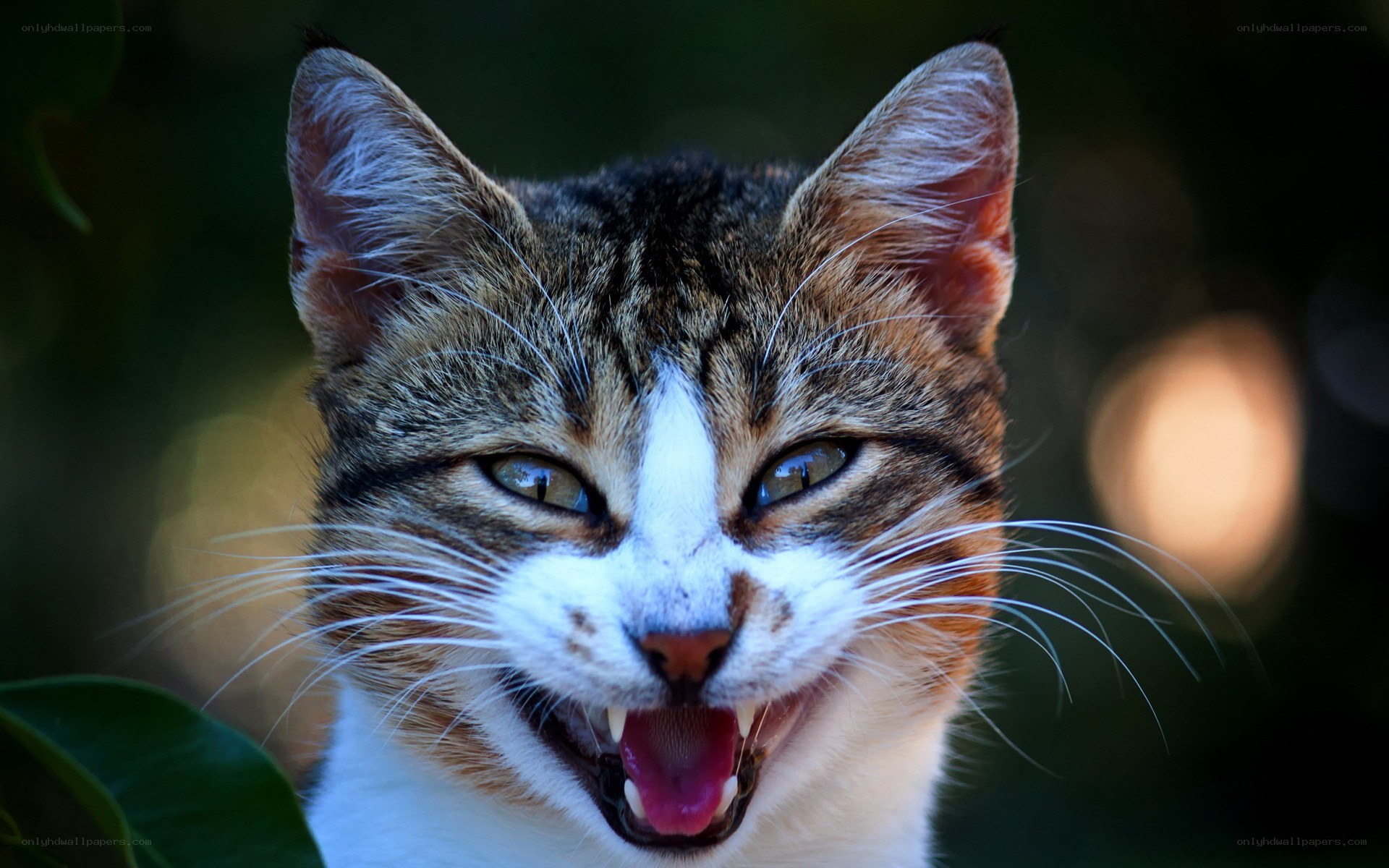 angry tabby cat close-up
