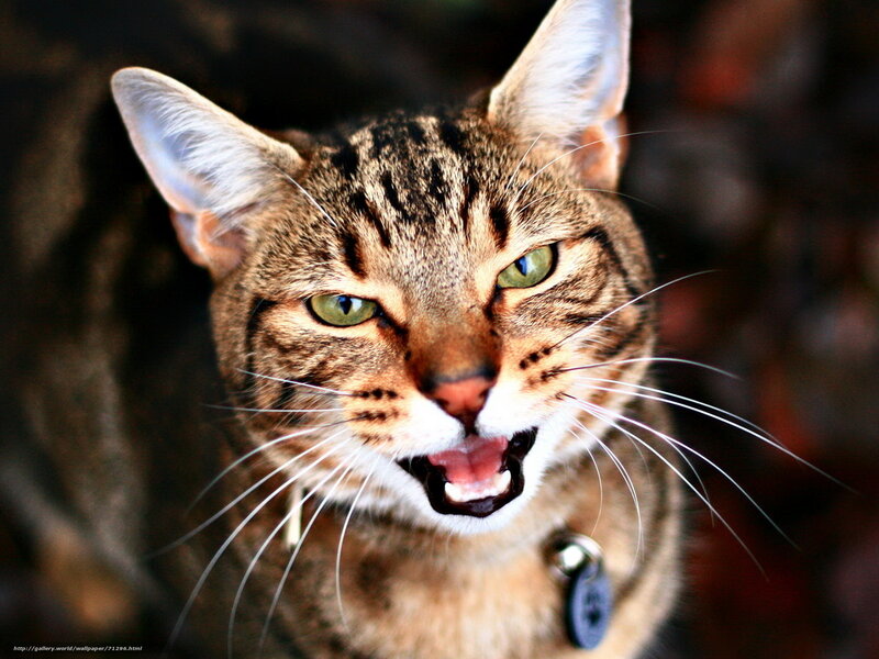 angry tabby cat close-up
