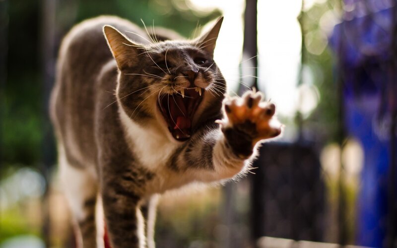 Angry Tabby Cat — Gray, Aggressive, Afternoon