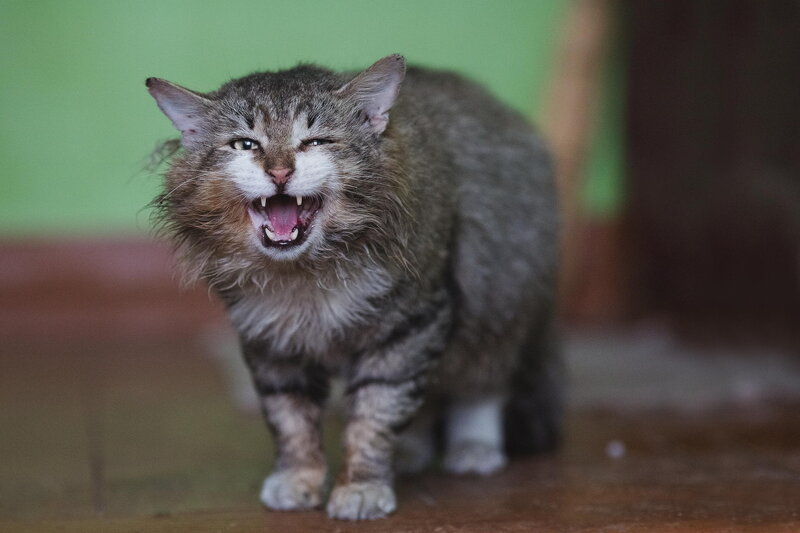 Angry Tabby Cat — Gray, Aggressive, Photograph, Floor