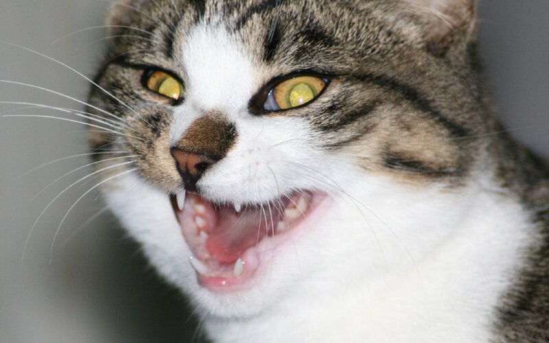 Angry Tabby Cat — Gray, Aggressive, Photograph, Open Mouth