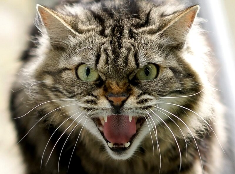 Angry Tabby Cat — Gray, Aggressive, Photograph