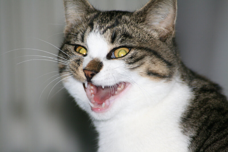 Angry Tabby Cat — Gray, Aggressive, Photograph, Whiskers, Open Mouth