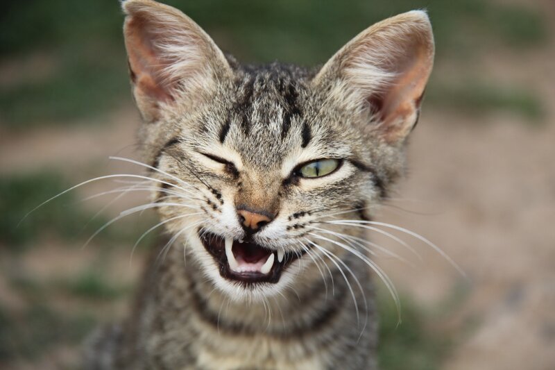Angry Tabby Cat — Gray, Aggressive, Photograph, Whiskers