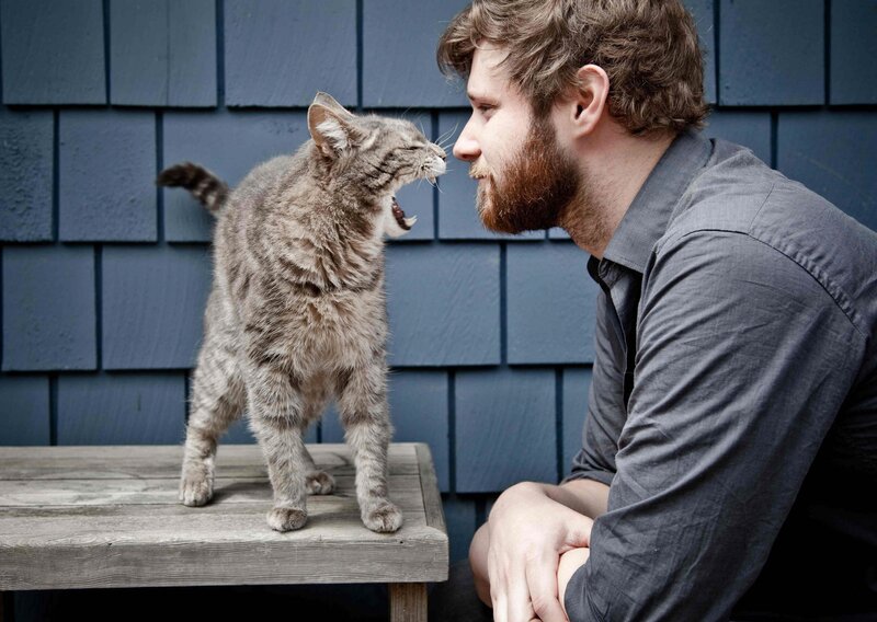 Angry Tabby Cat — Gray, Tense