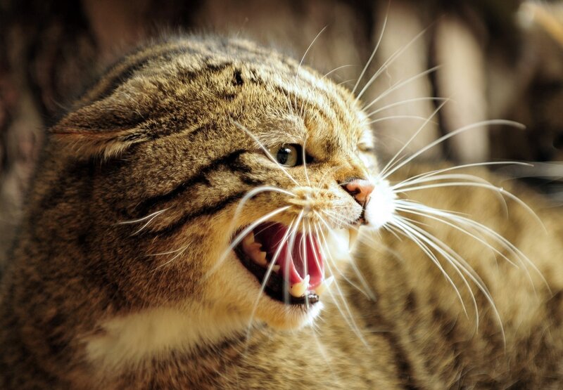 angry tabby cat hissing