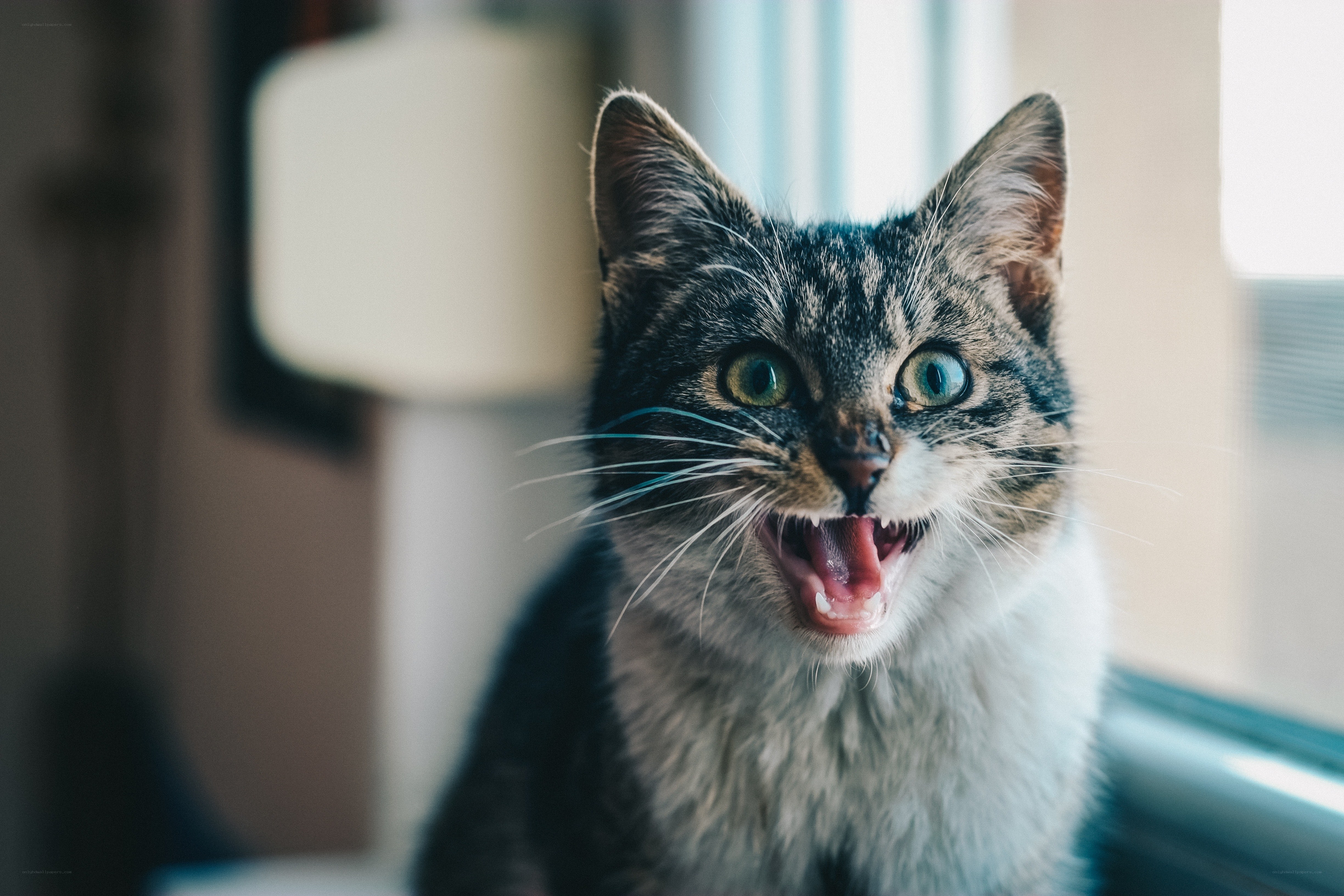 angry tabby cat meowing