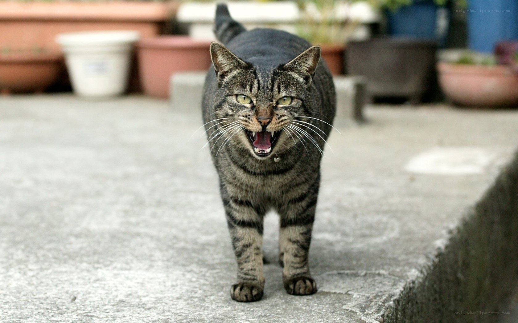 angry tabby cat on concrete