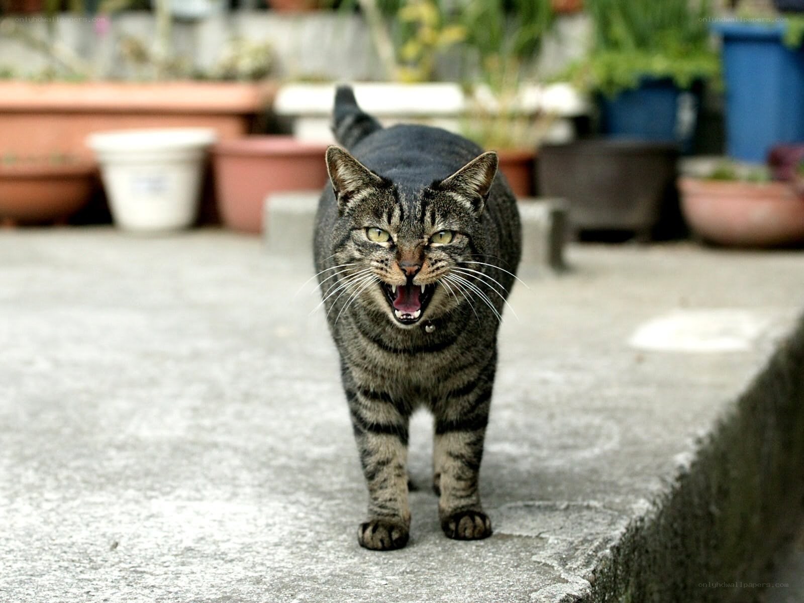 angry tabby cat on concrete