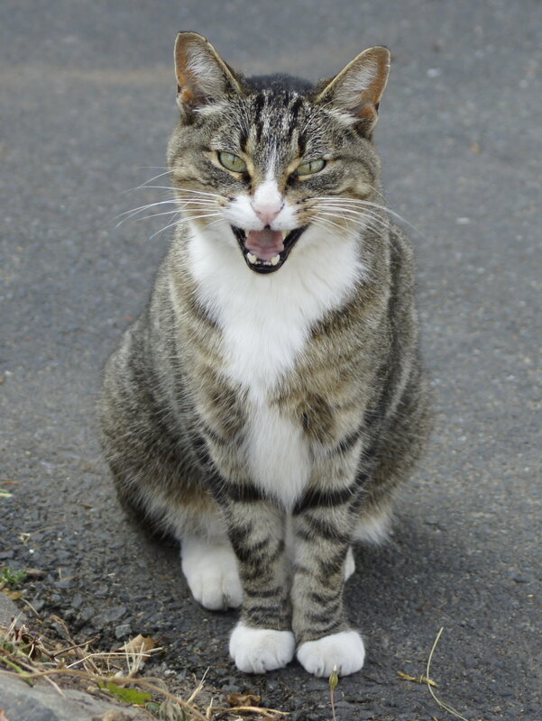 angry tabby cat on pavement