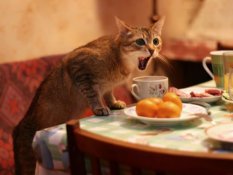Angry Tabby Cat on Table