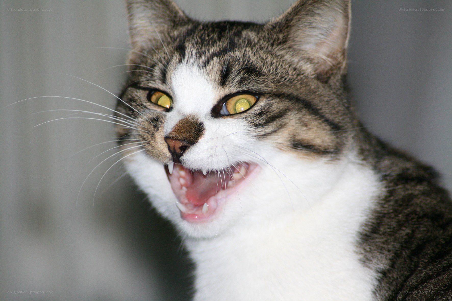 angry tabby cat snarling