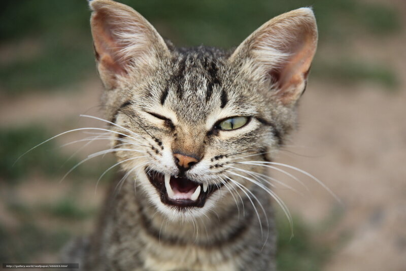 angry tabby cat snarling