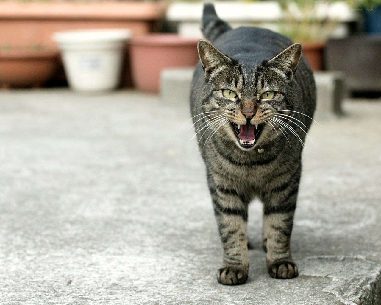angry tabby cat walking