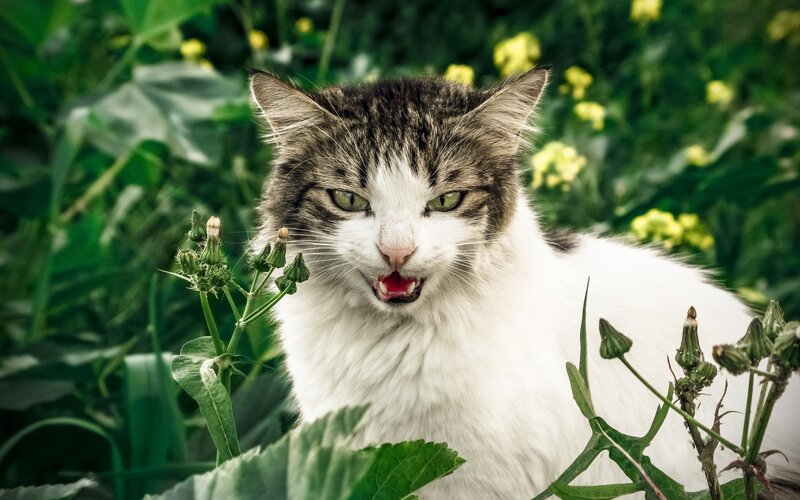 Angry Tabby Cat — White