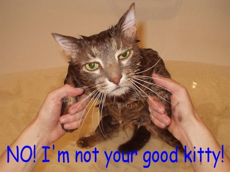 angry wet cat meme
