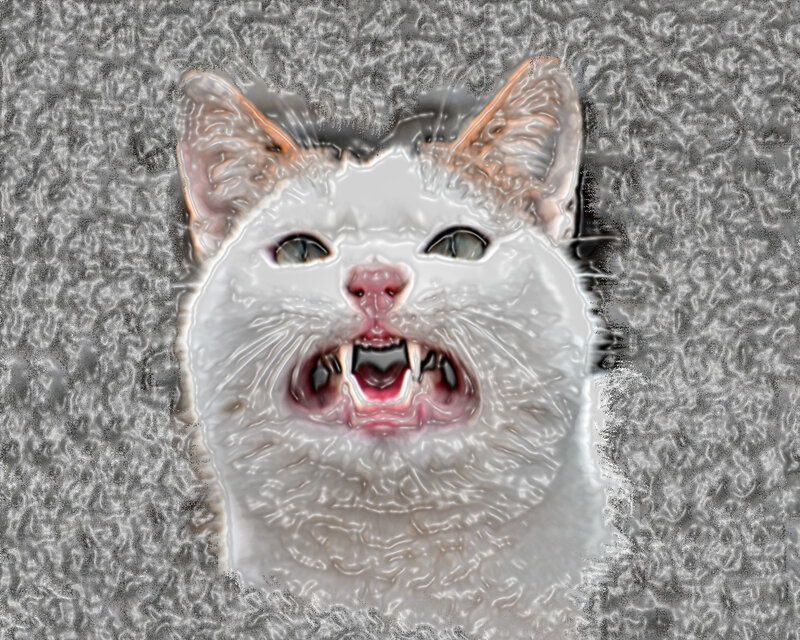 angry white cat face