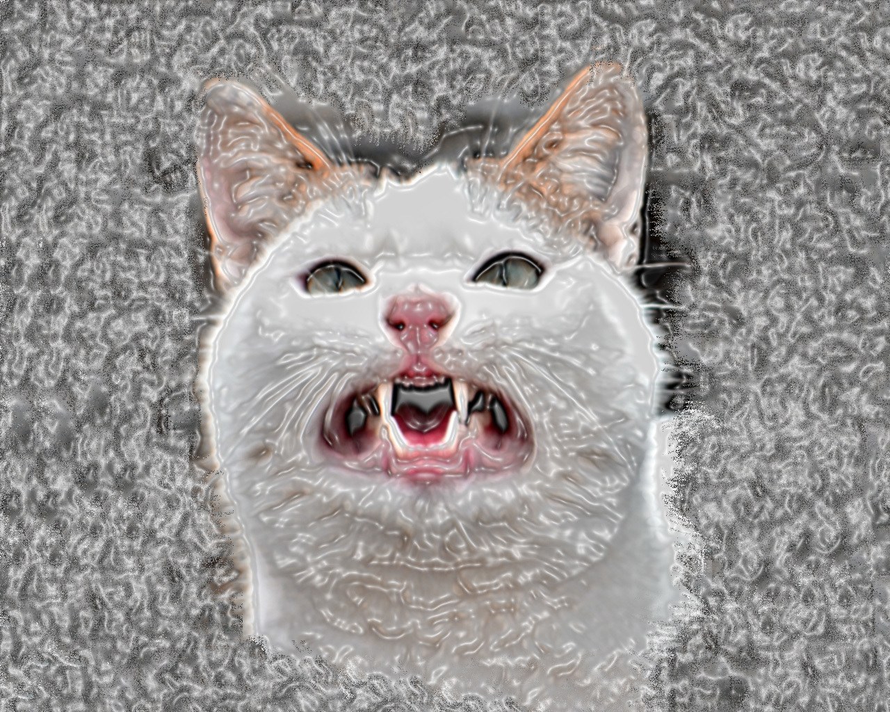 angry white cat face