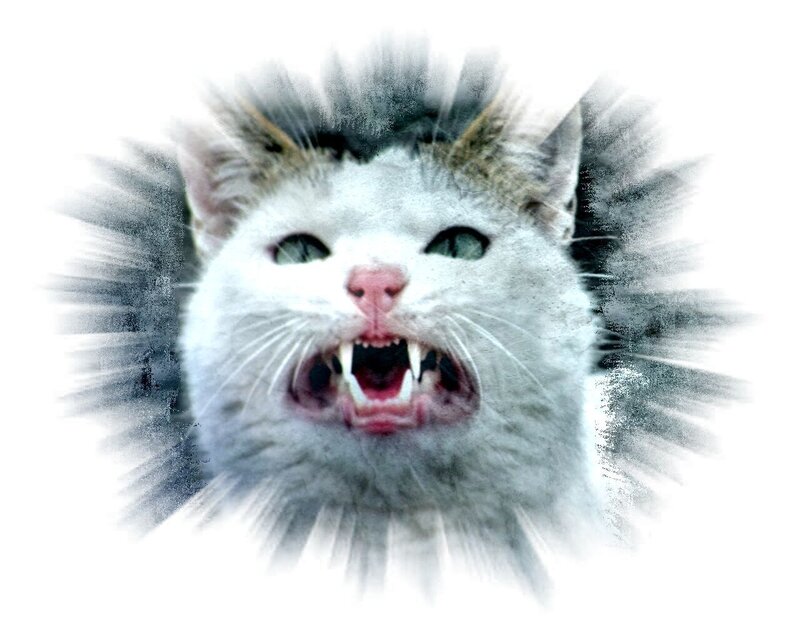 angry white cat with bared teeth
