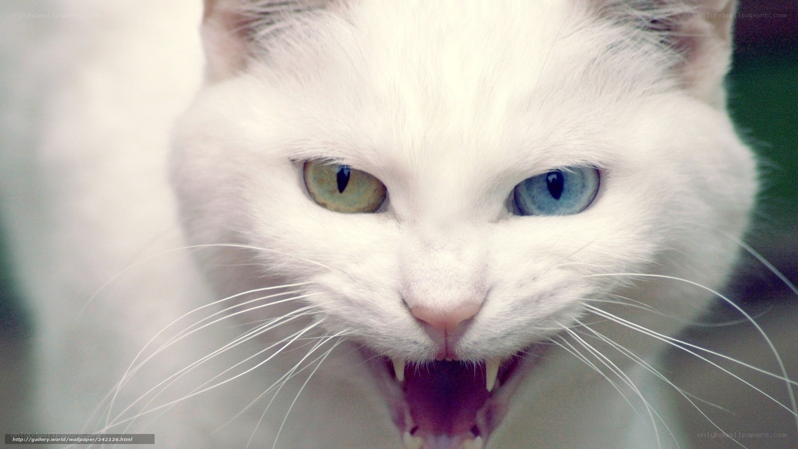 angry white cat with blue eyes