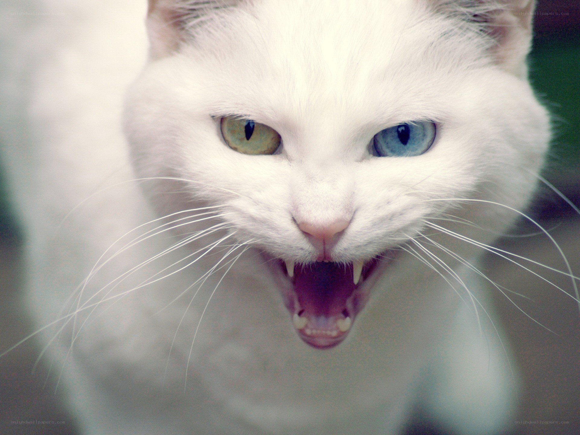 angry white cat with heterochromia