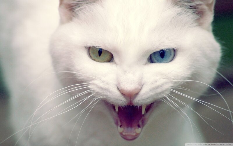 angry white cat with heterochromia
