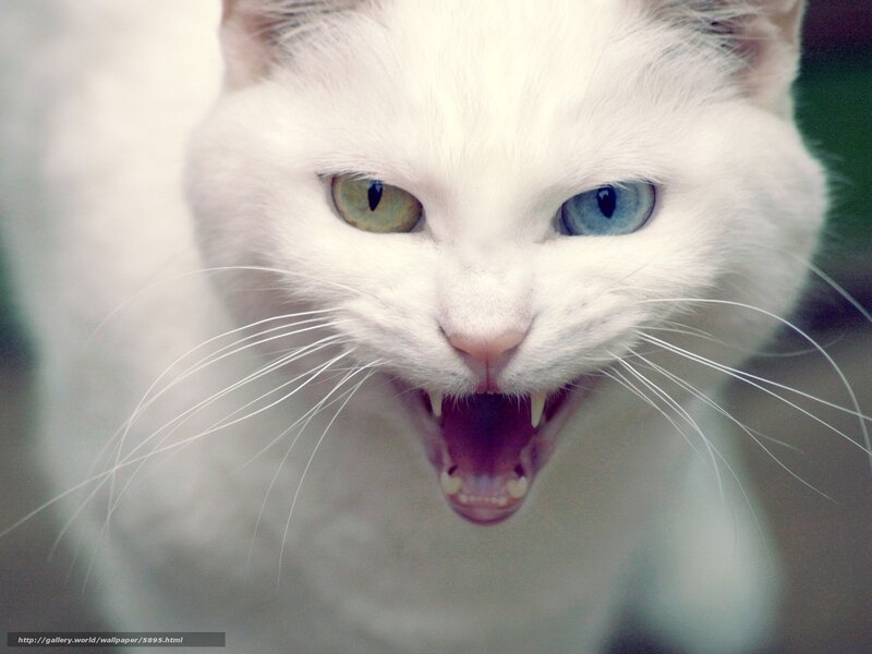 angry white cat with heterochromia