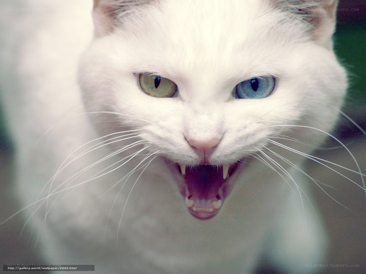 angry white cat with heterochromia