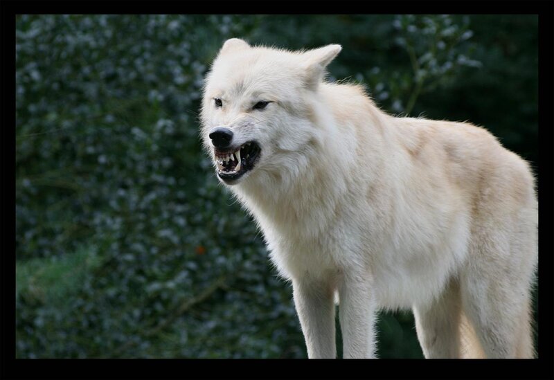angry white wolf