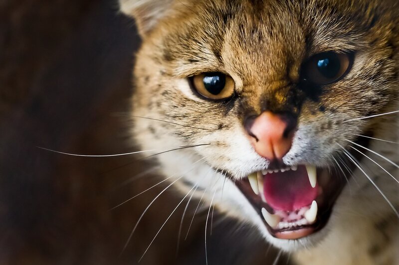 Angry Wild Cat — Brown, Aggressive, Photograph, Teeth
