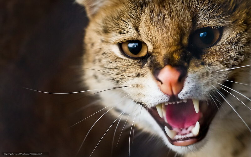 Angry Wild Cat — Brown, Aggressive, Photograph