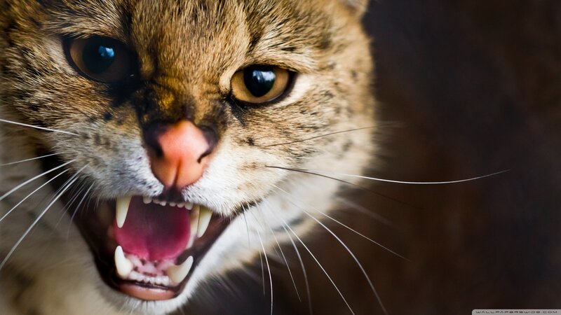 Angry Wild Cat — Brown, Aggressive