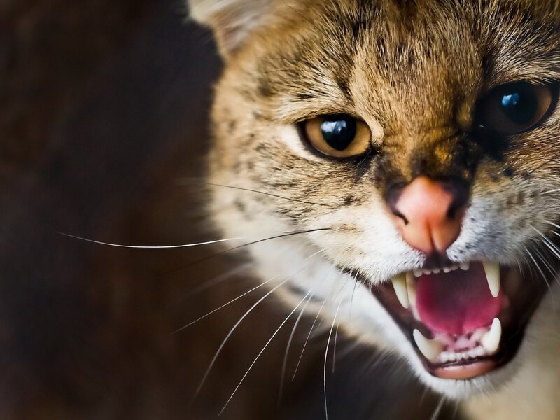 Angry Wild Cat — Brown