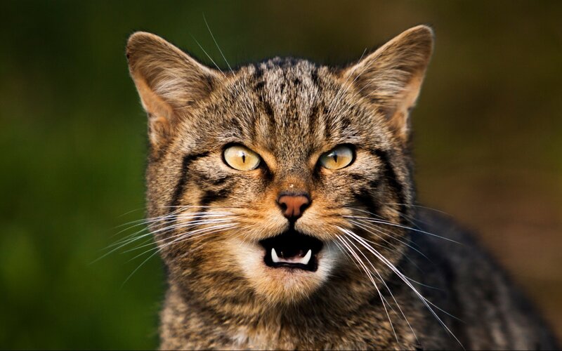 Angry Wildcat