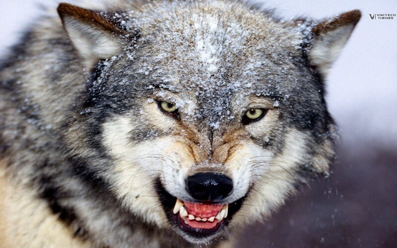 angry wolf in snow