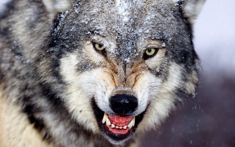 angry wolf in snow