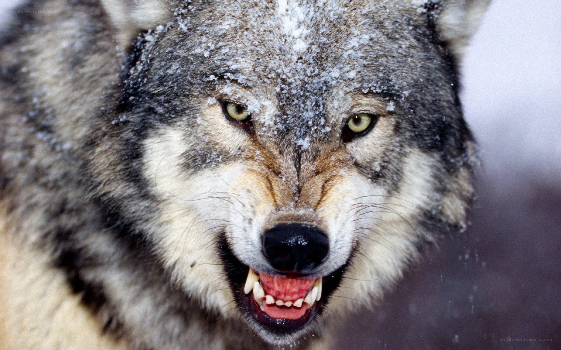 angry wolf in snow